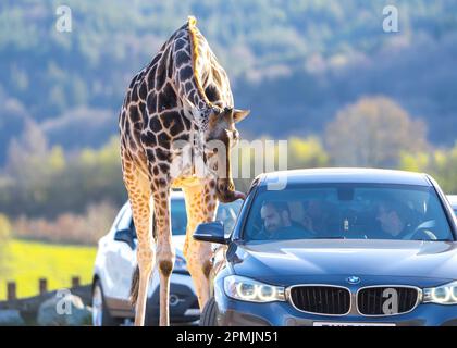 Bewdley, Großbritannien. 13. April 2023. Wetter in Großbritannien: Viel warme Frühlingssonne und blauer Himmel. Besucher des West Midland Safari Park genießen sonniges Osterwetter und die exotische Tierwelt, eine ganz andere Wettergeschichte als in den letzten Tagen. Kredit: Lee Hudson/Alamy Live News Stockfoto