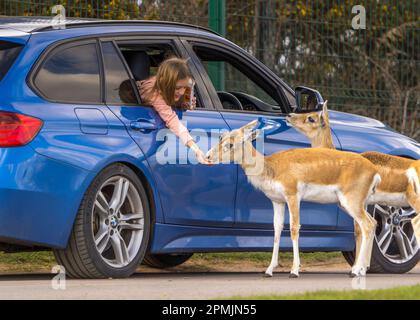 Bewdley, Großbritannien. 13. April 2023. Wetter in Großbritannien: Viel warme Frühlingssonne und blauer Himmel. Besucher des West Midland Safari Park genießen sonniges Osterwetter und die exotische Tierwelt, eine ganz andere Wettergeschichte als in den letzten Tagen. Kredit: Lee Hudson/Alamy Live News Stockfoto