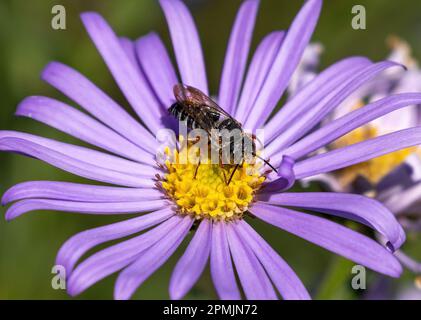 Eine Cuckoo Leafcutter Biene (Coelioxys) auf einer Purple Aster Blume. Stockfoto