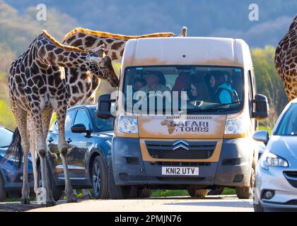 Bewdley, Großbritannien. 13. April 2023. Wetter in Großbritannien: Viel warme Frühlingssonne und blauer Himmel. Besucher des West Midland Safari Park genießen sonniges Osterwetter und die exotische Tierwelt, eine ganz andere Wettergeschichte als in den letzten Tagen. Kredit: Lee Hudson/Alamy Live News Stockfoto