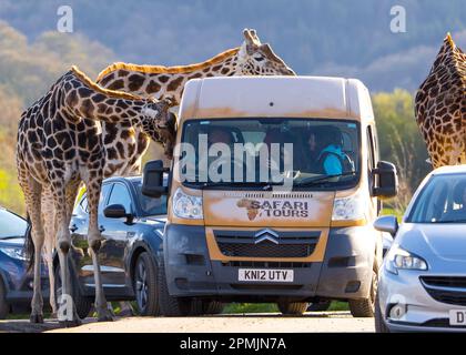 Bewdley, Großbritannien. 13. April 2023. Wetter in Großbritannien: Viel warme Frühlingssonne und blauer Himmel. Besucher des West Midland Safari Park genießen sonniges Osterwetter und die exotische Tierwelt, eine ganz andere Wettergeschichte als in den letzten Tagen. Kredit: Lee Hudson/Alamy Live News Stockfoto