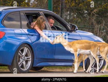 Bewdley, Großbritannien. 13. April 2023. Wetter in Großbritannien: Viel warme Frühlingssonne und blauer Himmel. Besucher des West Midland Safari Park genießen sonniges Osterwetter und die exotische Tierwelt, eine ganz andere Wettergeschichte als in den letzten Tagen. Kredit: Lee Hudson/Alamy Live News Stockfoto