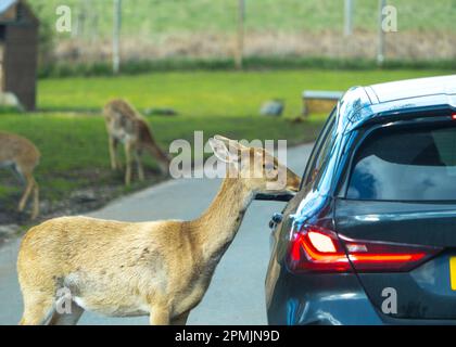 Bewdley, Großbritannien. 13. April 2023. Wetter in Großbritannien: Viel warme Frühlingssonne und blauer Himmel. Besucher des West Midland Safari Park genießen sonniges Osterwetter und die exotische Tierwelt, eine ganz andere Wettergeschichte als in den letzten Tagen. Kredit: Lee Hudson/Alamy Live News Stockfoto