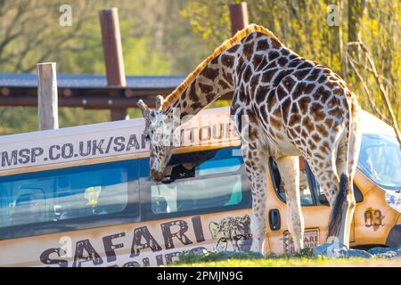 Bewdley, Großbritannien. 13. April 2023. Wetter in Großbritannien: Viel warme Frühlingssonne und blauer Himmel. Besucher des West Midland Safari Park genießen sonniges Osterwetter und die exotische Tierwelt, eine ganz andere Wettergeschichte als in den letzten Tagen. Kredit: Lee Hudson/Alamy Live News Stockfoto