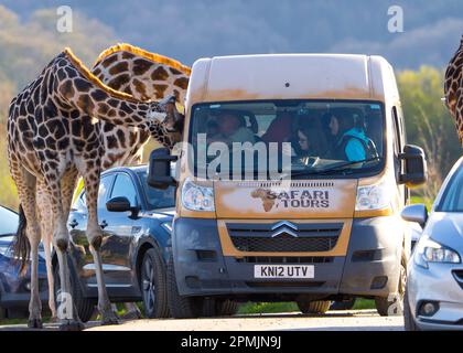 Bewdley, Großbritannien. 13. April 2023. Wetter in Großbritannien: Viel warme Frühlingssonne und blauer Himmel. Besucher des West Midland Safari Park genießen sonniges Osterwetter und die exotische Tierwelt, eine ganz andere Wettergeschichte als in den letzten Tagen. Kredit: Lee Hudson/Alamy Live News Stockfoto