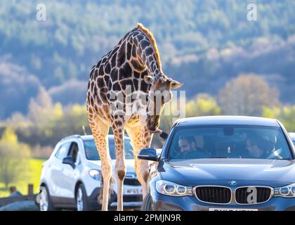 Bewdley, Großbritannien. 13. April 2023. Wetter in Großbritannien: Viel warme Frühlingssonne und blauer Himmel. Besucher des West Midland Safari Park genießen sonniges Osterwetter und die exotische Tierwelt, eine ganz andere Wettergeschichte als in den letzten Tagen. Kredit: Lee Hudson/Alamy Live News Stockfoto