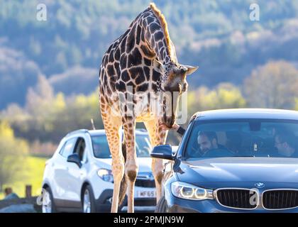 Bewdley, Großbritannien. 13. April 2023. Wetter in Großbritannien: Viel warme Frühlingssonne und blauer Himmel. Besucher des West Midland Safari Park genießen sonniges Osterwetter und die exotische Tierwelt, eine ganz andere Wettergeschichte als in den letzten Tagen. Kredit: Lee Hudson/Alamy Live News Stockfoto