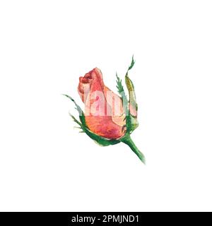 Aquarelle Rosenknospen. Handgezeichnete Blumenelemente mit grünen Stielen. Design für Karten, Geschenke, Bouquets, Kränze, Arrangements, Hochzeit invi Stockfoto