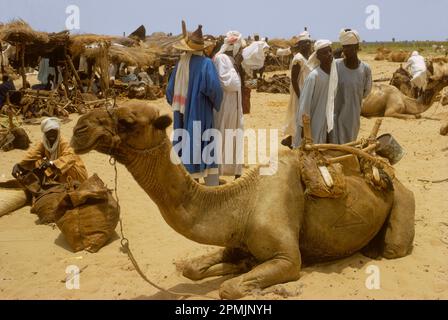 Afrika, Sahelzone, Tschad, Kanem. Dromedar-Kamel auf dem Markt in Ngueleydinga. Stockfoto