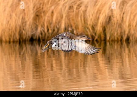 Eine Juvenile Gadwall Ente im Herbst, die durch eine Wasserstraße mit goldenem Schilf im Hintergrund fliegt. Stockfoto