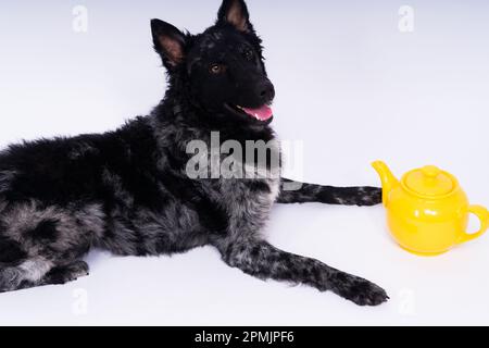 Hundemudi liegt auf weißem Studiohintergrund neben dem offenen Keramikkessel Stockfoto