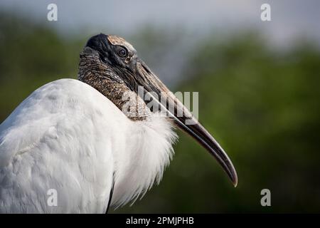 Mycteria americana, Florida Wood Stork Nahaufnahme Profil gegen grünes Laub - wunderbar detailliert Stockfoto