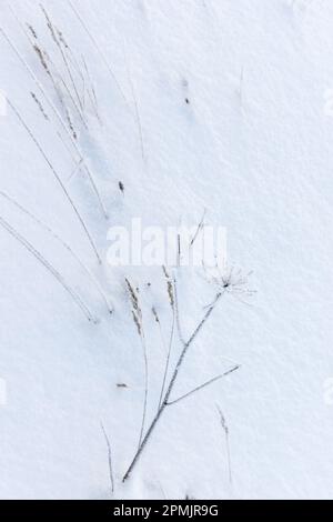 Gefrorenes Gras im Schnee, Draufsicht. Vertikales Foto, abstrakter natürlicher Winterhintergrund Stockfoto