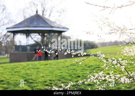 Frühlingssonne auf Hampstead Heath im Norden Londons, Großbritannien Stockfoto