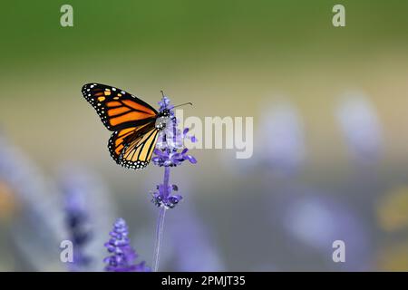 Ein Monarch-Schmetterling auf einem hohen Stiel von Lavendelblumen, der in einem Garten bestäubt. Stockfoto