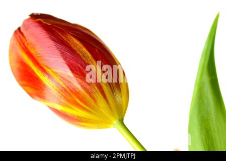 Einzelne rote und gelbe Tulpenblume auf weißem Hintergrund Stockfoto