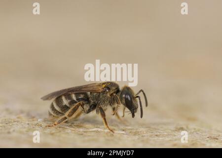 Natürliche Nahaufnahme einer kleinen weiblichen Biene aus Bronzefurche, Halictus tumulorum auf Holz Stockfoto