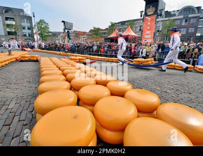 Der Käsemarkt Alkmaar. Ein Festival für die Öffentlichkeit, bei dem Alkmaar Käseträger den Käse wiegen, bevor sie ihn zu Depots bringen, um ihn an Geschäfte zu verteilen Stockfoto