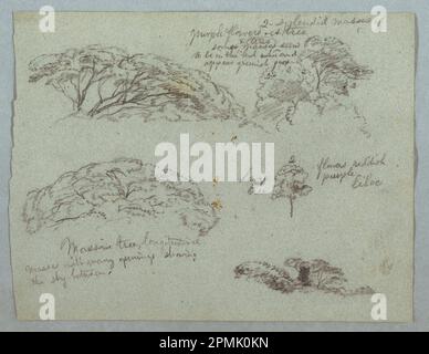 Zeichnung, Five Studies of Tree Tops, Rio Magdalena, Kolumbien; Frederic Edwin Church (amerikanisch, 1826–1900); Kolumbien; Graphit auf grauem Papier; Blatt: 21,5 x 28,5 cm (8 7/16 x 11 1/4 Zoll) Stockfoto