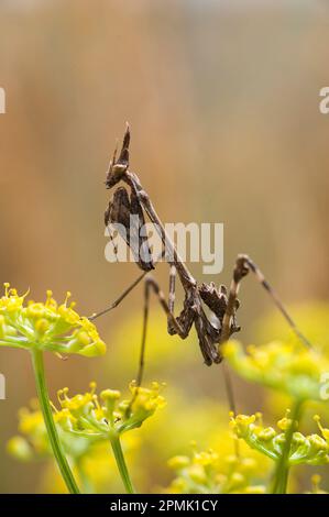 Conehead Mantis, Empusa pennata Mantide (Empusa pennata). Lago di Baratz, SS, Sardegna, IT Stockfoto