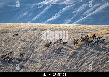 Elch oder Wapiti (Cervus canadensis) auf Feldern im Frühling Stockfoto