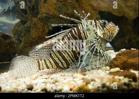 Gemeinsame Rotfeuerfisch Pterois volitans,, Pazifischer Ozean, Captive Stockfoto
