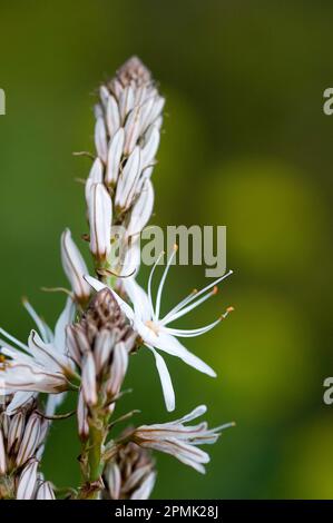 Asfodelo, Asphodelus microcarpus, Alghero, Sardegna, Italia Branched Asphodel (Asphodelus microcarpus), Alghero, Sardinien, Italien Stockfoto