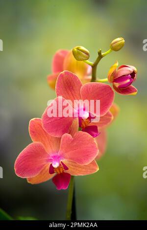 Schmetterlingsorchidee (Phalaenopsis Hybrid Schampus), Blüten Stockfoto