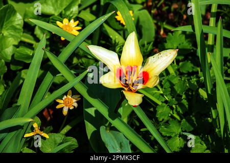 Gelb-rote Kaufmanniana Tulipa Giuseppe Verdi blüht im April in einem Garten Stockfoto