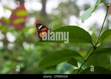 Cethosia biblis (Red lacewing), eine Art Heliconiin-Schmetterling aus der Familie Nymphalidae Stockfoto