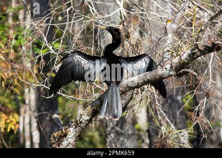 Anhinga Anhinga hoch oben im Wald des Big Cypress Preserve. Gedämpfte Grautöne und warme kupferfarbene Blätter lassen die edlen Vogelfedern wirken Stockfoto