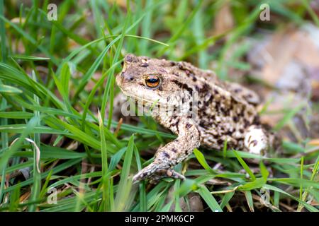 Eine Kröte, die im Gras läuft Stockfoto