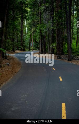 Gepflasterte S-Kurve durch den dicken Pinienwald im Yosemite-Nationalpark Stockfoto