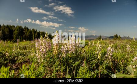 Pink Lupine Blossoms Bloom auf dem Crater Peak im Crater Lake National Park Stockfoto