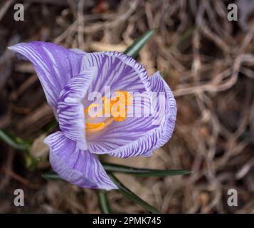 Ein einsamer gestreifter, violetter Krokus, der aus dem Boden wächst, mit einem leuchtend orangefarbenen Stamm und umgeben von toten Blättern, die auf dem Boden verstreut sind Stockfoto