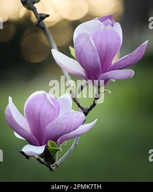 Zwei sonnenbeleuchtete rosa oder violette Magnolienblumen oder Blüten, die an einem Ast mit Bokeh-Sonne und Gras im Hintergrund befestigt sind, Lancaster, Pennsylvania Stockfoto