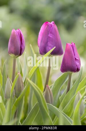 Im Frühling in Lancaster, Pennsylvania, stehen zwischen Tulpenblättern auf bokeh-grünem Hintergrund lila Tulpenblüten mit Sonnenlicht Stockfoto