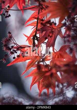 Roter japanischer Ahorn, Acer palmatum, Blätter auf blauem und weißem Bokeh-Hintergrund im Frühling, Sommer, Herbst, Lancaster, Pennsylvania Stockfoto