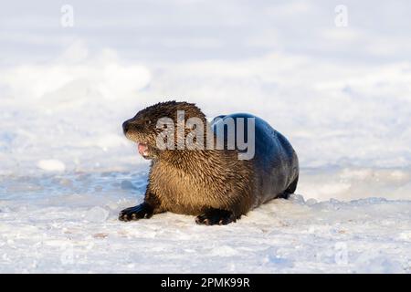 River Otter auf dem gefrorenen See im Südzentrum von Alaska. Stockfoto