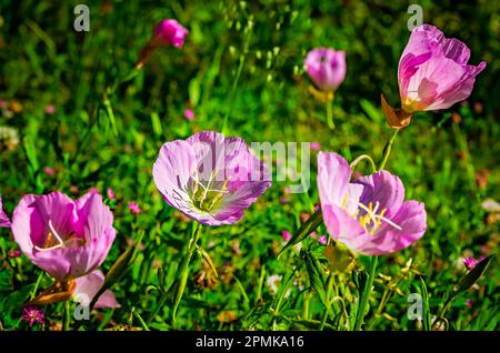 Im Charles Wood Japanese Garden, 9. April 2017, in Mobile, Alabama, werden PinkWomen, eine Vielzahl von Evening Primrose (Oenothera speciosa), gezeigt. Stockfoto
