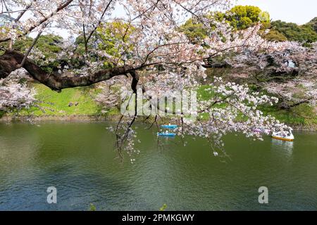 Tokio Japan Sakura Kirschblüte Kaiserpalast Graben Chidorigafuchi Park, Menschen in Booten kommen den Kirschblüten in Tokio Japan nahe Stockfoto