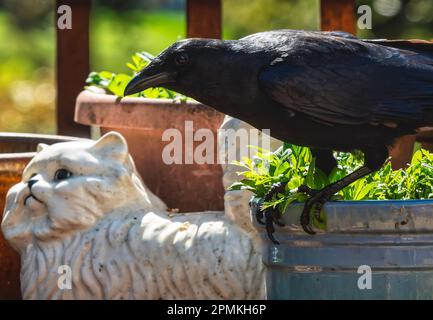 Es war einmal ein schwarzer Vogel und eine weiße Katze, dann kam eine Erdnuss zwischen sie. Stockfoto