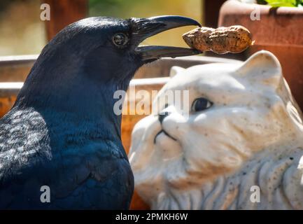 Es war einmal ein schwarzer Vogel und eine weiße Katze, dann kam eine Erdnuss zwischen sie. Stockfoto