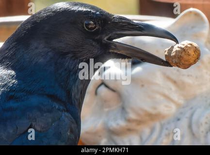 Es war einmal ein schwarzer Vogel und eine weiße Katze, dann kam eine Erdnuss zwischen sie. Stockfoto