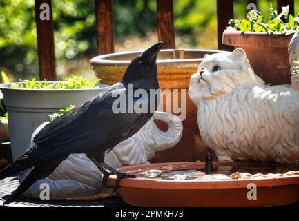 Es war einmal ein schwarzer Vogel und eine weiße Katze, dann kam eine Erdnuss zwischen sie. Stockfoto