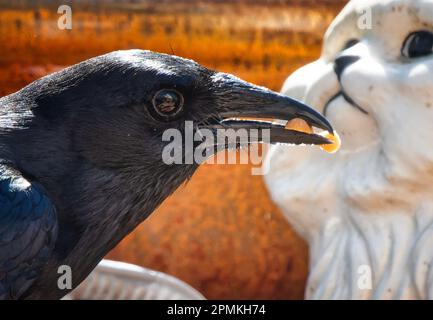 Es war einmal ein schwarzer Vogel und eine weiße Katze, dann kam eine Erdnuss zwischen sie. Stockfoto