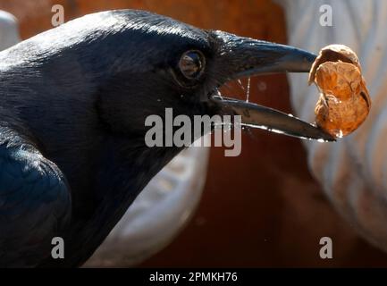 Es war einmal ein schwarzer Vogel und eine weiße Katze, dann kam eine Erdnuss zwischen sie. Stockfoto