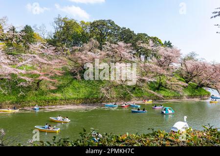 April 2023 Hanami: Kirschblüten mit dem Boot im Graben des Kaiserpalastes in Tokio, beliebte Aktivität für Einheimische und Besucher Japans Stockfoto