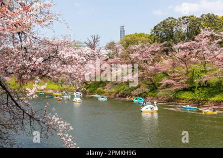 Tokio Japan Sakura Kirschblüte Kaiserpalast Graben Chidorigafuchi Park, Menschen in Booten kommen den Kirschblüten in Tokio Japan nahe Stockfoto