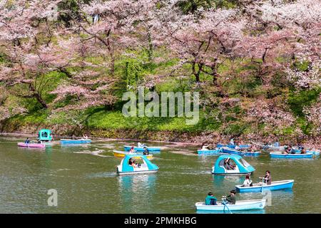 Tokio Japan Sakura Kirschblüten Bäume Kaiserpalast Graben Chidorigafuchi Park, Menschen in Booten kommen aus der Nähe, um Hanami die Kirschblüten zu sehen Stockfoto